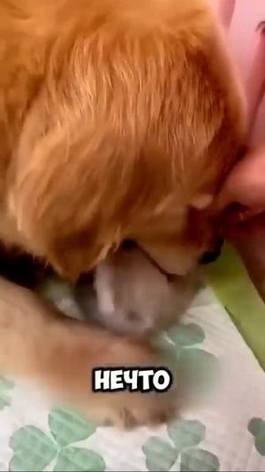 Собачка решила,что котятам с ней будет лучше 🐶😻❤️🤩😍