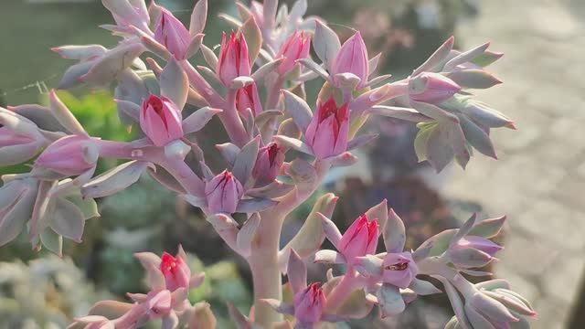 Укоренение цветоносов часть 2. смотреть онлайн