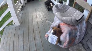 Простая жизнь в деревне. Чем кормлю собаку. Разобрала веранду. Уборка урожая.