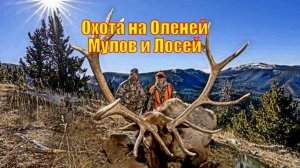 Высокогорная Охота на Оленей Мулов и Лосей