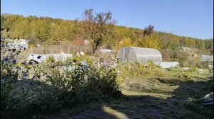 Последняя неделя сентября. Навожу порядок в саду и огороде.