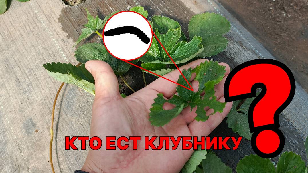 ОНИ УБИВАЮТ КЛУБНИКУ ОСЕНЬЮ! Совки осенью — тихие убийцы клубники. Я нашёл 100% защиту. смотреть онлайн