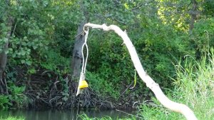 Рыбалка на хищника на простые жерлицы в конце сентября на малой реке, видеодневник одной рыбалки