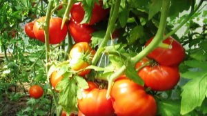 Обзор теплицы на начало августа и очень крупного томата Надежда