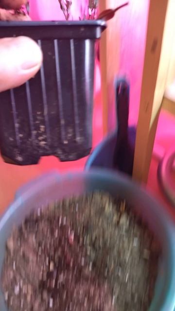 Корневая саженцев клюквы