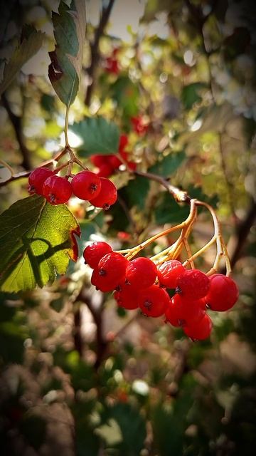 Рябина в деревне