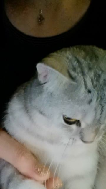 повадился... #муж #кошкаСоня #прикол #юмор #приколысживотными 28-09-2025