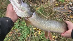 Как ловить на спиннинг новичкам. Рыбалка на реке Пахра в районе пос. Володарского.