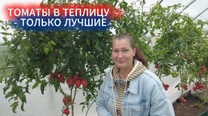 КАК БОРОТЬСЯ С БЕЛОКРЫЛКОЙ НА ТОМАТАХ - САЖАЙТЕ УСТОЙЧИВЫЕ СОРТА. ПЛОДОНОСЯТ ДО ОКТЯБРЯ !