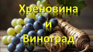 Хреновина по-русски . Подготовка винограда к зиме .