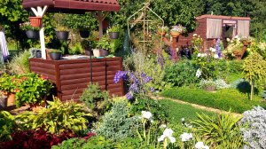 Солнечный сентябрь на даче🌞Обрезала бордюр из тимьяна.