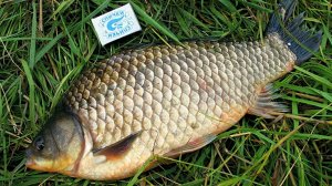 ЖОР КАРАСЯ НА КОРМУШКИ! ЛОВЛЯ КАРАСЯ НА САМОДЕЛЬНЫЕ СНАСТИ. КЛЁВАЯ РЫБАЛКА НА КАРАСЯ.