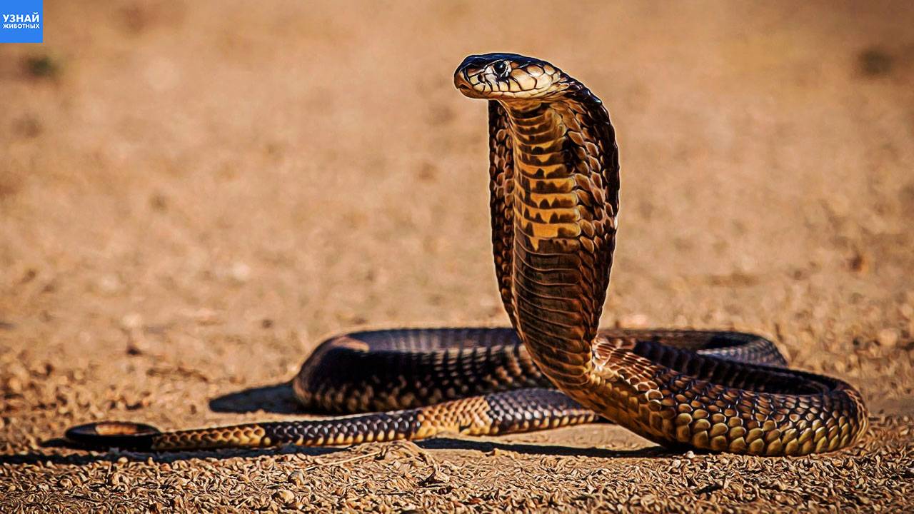 Ядовитая змея кусает даже после обезглавливания! смотреть онлайн