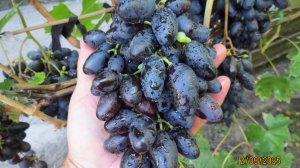 12.09.2025. Виноград РЭМБО и ДЫНЬКА в г. Липецке.