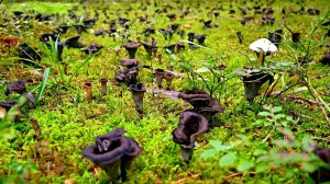 Грибника поразил НЕРВНЫЙ ТИК увидев МИЛЛИОН грибов! Один в лесу такого не ожидал! Собрал приготовил