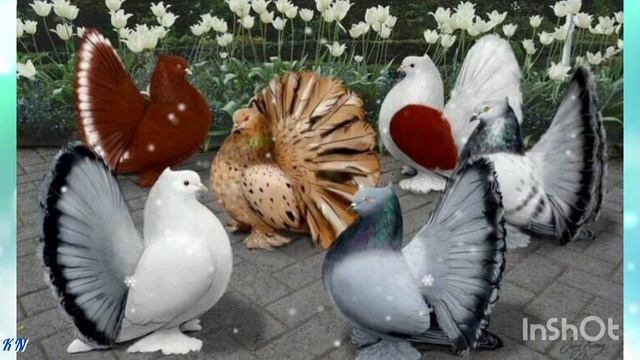 Голуби 💥🕊️🎶 Евгений Курский смотреть онлайн
