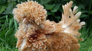 Разведение породы кур Падуана ..