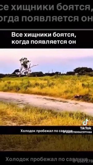 Царь зверей)