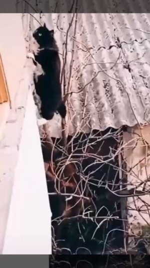 Кот Круз. Миссия выполнима.