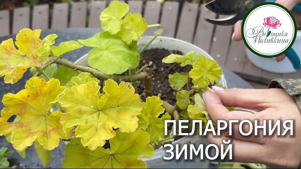 3 способа хранения пеларгонии зимой