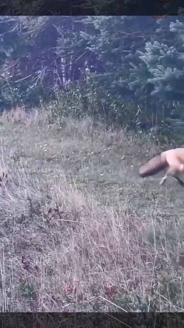 Ох, что лиса натворила! 😃👍🦊 смотреть онлайн