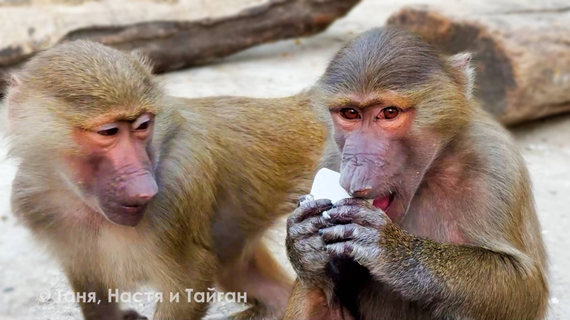 Секта - БЬЕТ, ЗНАЧИТ ЛЮБИТ! Степан Маню с Тосей не покусает - день прожит зря! А они его защищают! смотреть онлайн