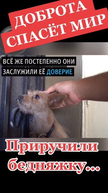 Доброта спасёт мир.
