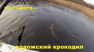 Ладожский крокодил