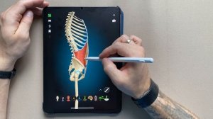 Как работает пресс на самом деле | Функциональная анатомия мышц живота