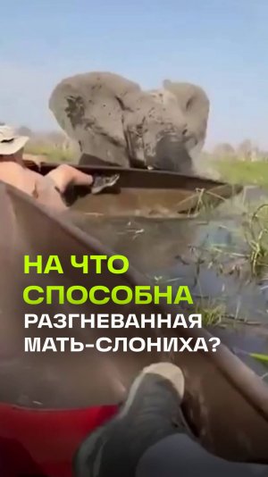 Мать-слониха бросилась на каноэ туристов