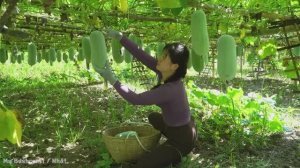 Сбор кабачков для продажи на деревенском рынке. Жизнь во Вьетнаме