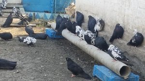 ✨ГОЛУБИ ДЛЯ ДУШИ И ХОРОШЕГО НАСТРОЕНИЯ✨📞+79494406619