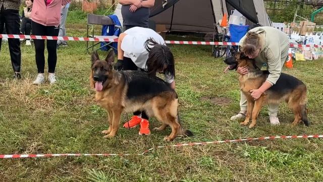 МОЛОДЫЕ СУКИ / КЧК АЛЬМЕТЬЕВСК 20 сентября`25 А.Кисляков Моно немецких овчарок