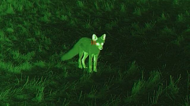 #Тепловизор #NNPO RD23S 635LRF #Ночная #Охота #КлубПроТепло #