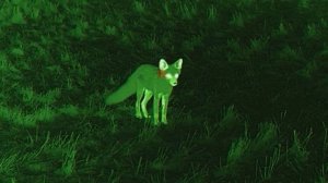 #Тепловизор #NNPO RD23S 635LRF #Ночная #Охота #КлубПроТепло #