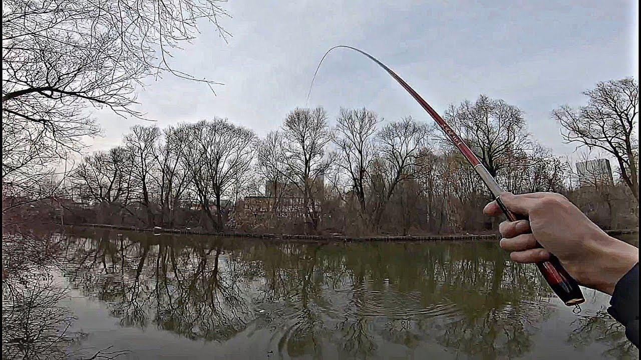 Эти КОНИ Гнут Удилище!!!Весенний Карась на Поплавок.#поплавок#поплавочнаяудочка смотреть онлайн