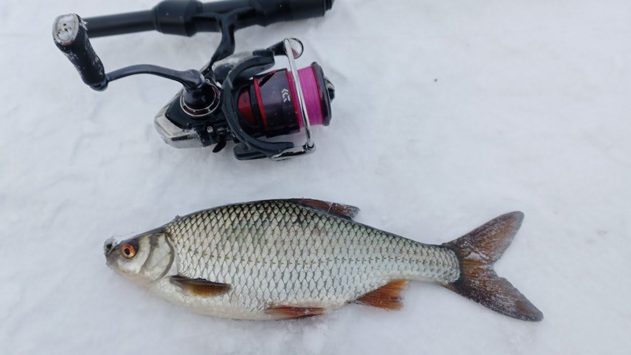 Зимний Мормышинг.Знаменитый "ККС".Оторвался по ПЛОТВЕ!!!#мормышинг#мормоны#мушки смотреть онлайн