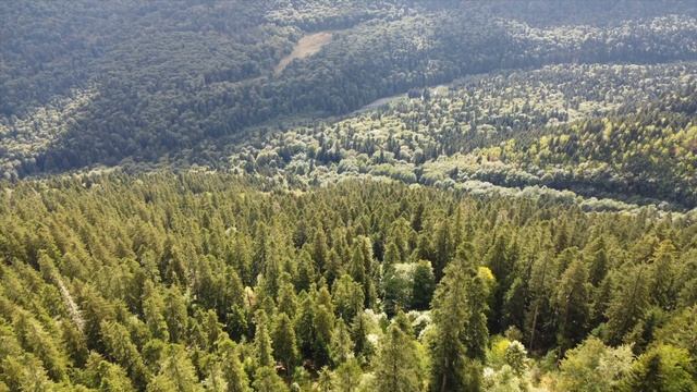 Учет оленя 2025. смотреть онлайн