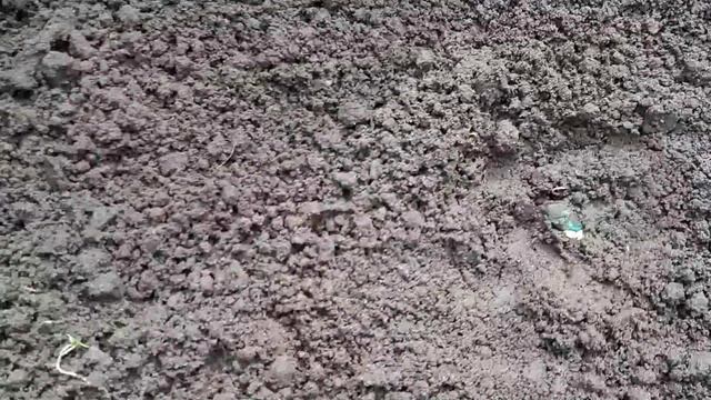 Всходы кабачков и виноградные улитки смотреть онлайн