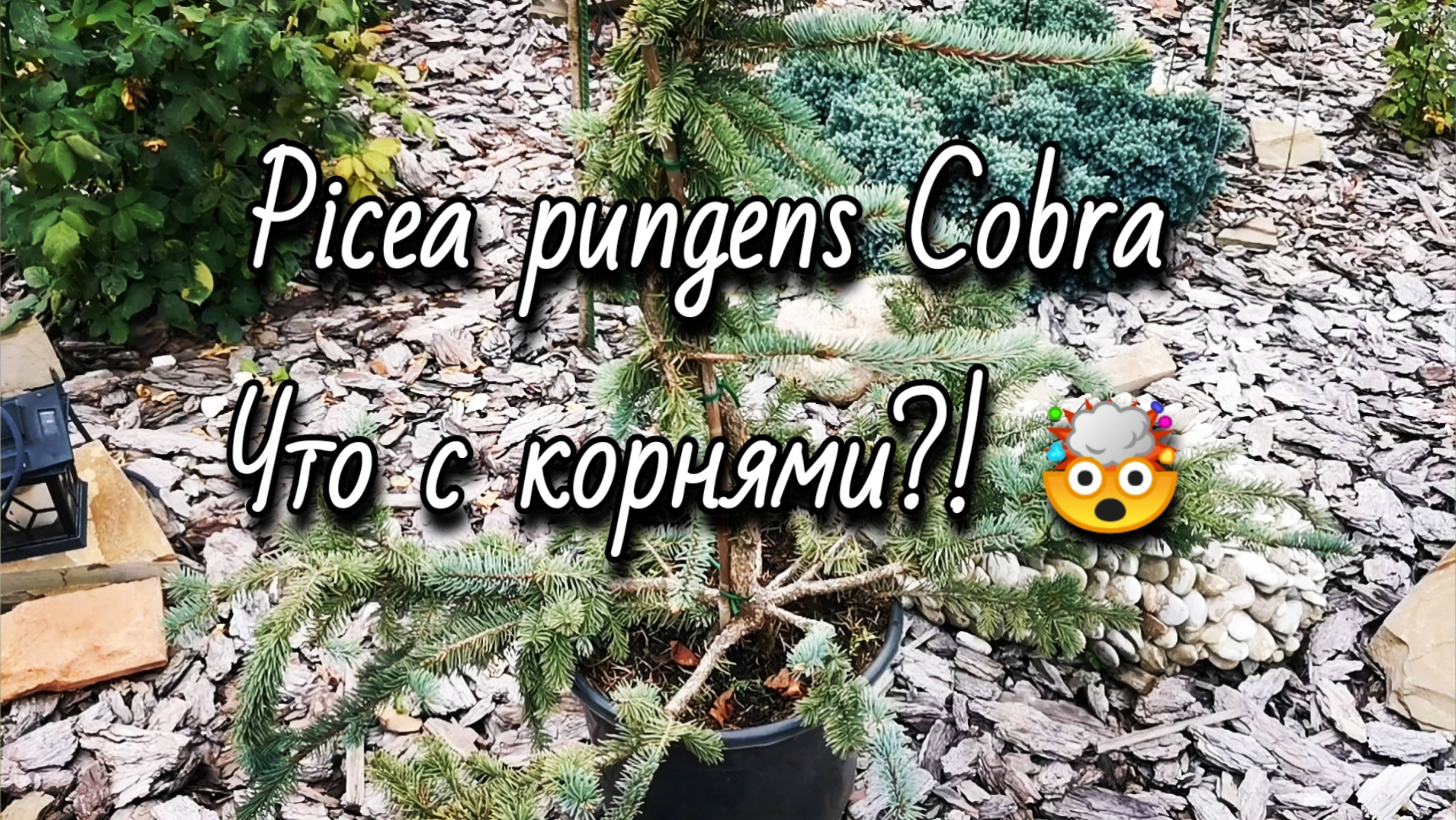 Pinus pungens Cobra🔥Новинка! Что с корнями?!🤯 27.09.25 #PiceapungensCobra #garden #сад #посадка смотреть онлайн