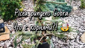 Pinus pungens Cobra🔥Новинка! Что с корнями?!🤯 27.09.25 #PiceapungensCobra #garden #сад #посадка