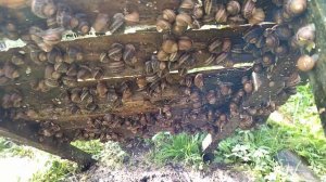 Полный сбор улитки с полей. Конструкция поддонов (кормовых столов). Сезон 2025г.