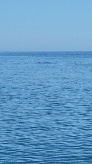 ДЕЛЬФИНЫ В МОРЕ