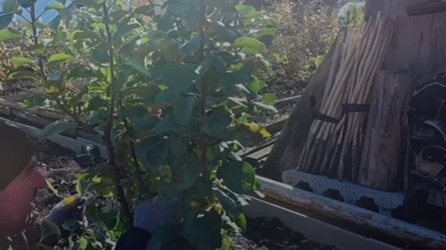 1000097552.mp4"Уральские фрики: Сказки Ревды" или "Ревдинские чудеса: Юмор с уральс ".#обзор #Уралоч смотреть онлайн