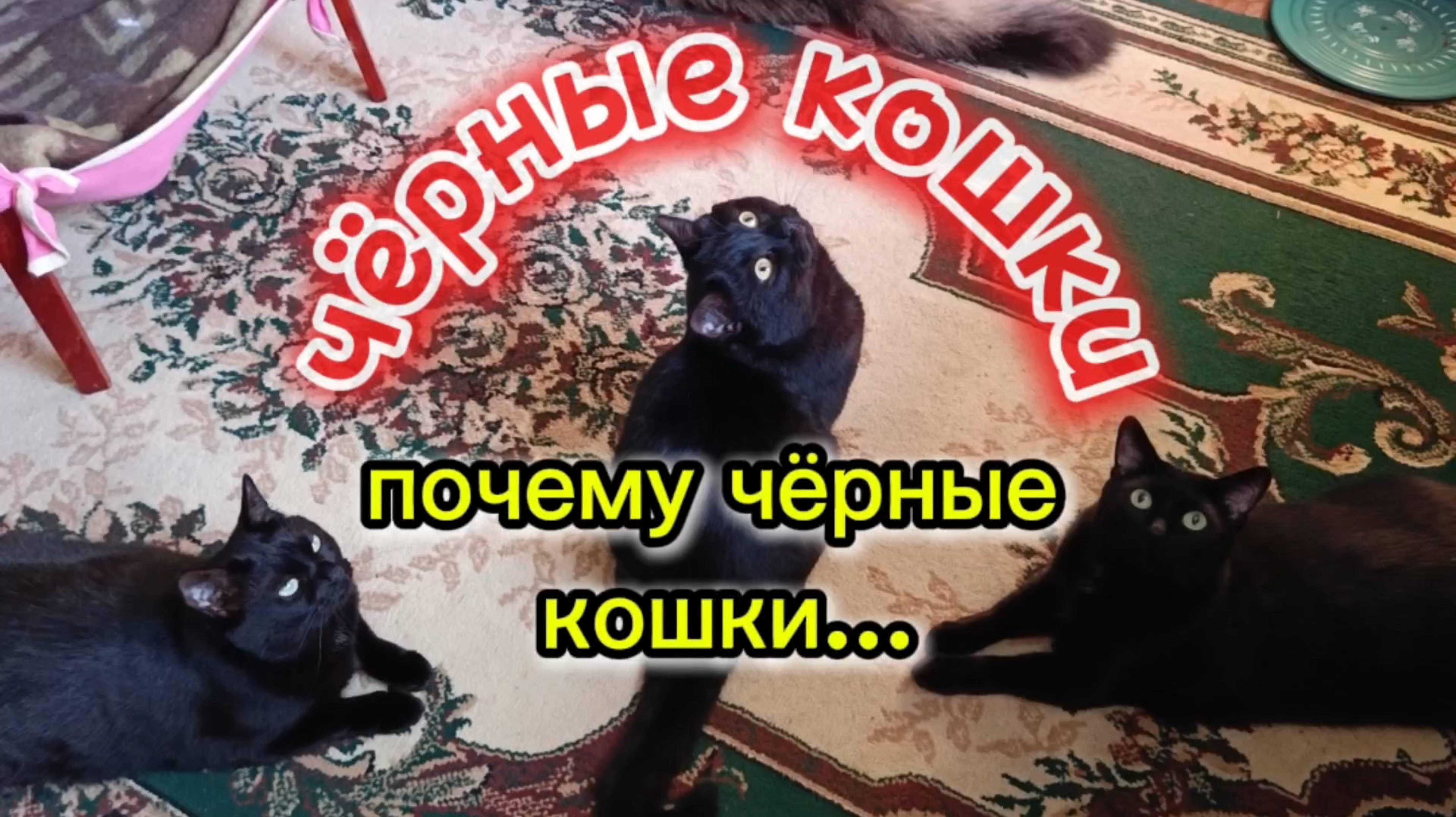 ЧЁРНЫЕ КОШКИ. ПРИМЕТЫ. смотреть онлайн