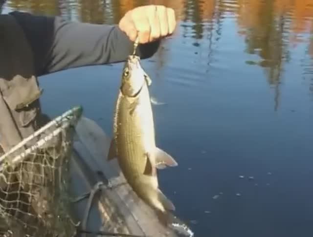 Чем отличаются малотычинковые от многотычинковых представителей рода Сиги — Coregonus ? смотреть онлайн
