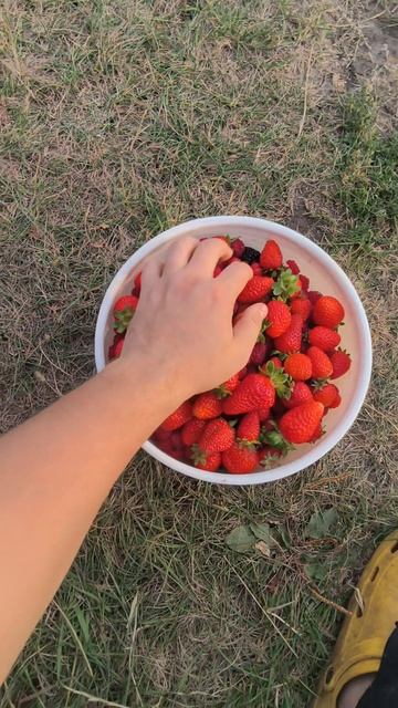 Осенний урожай ягоды в Саратове ✌🏻 смотреть онлайн