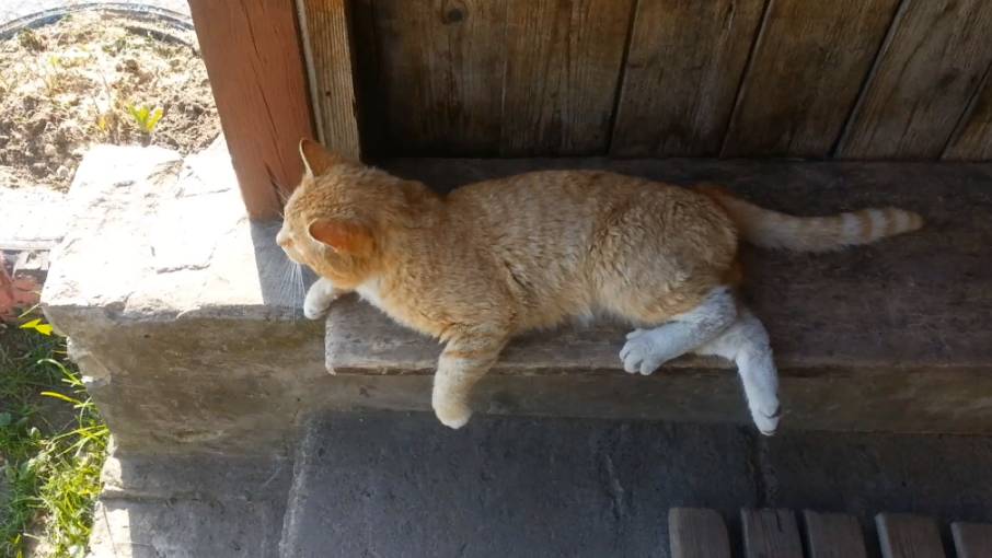 Соседский Рыжик. Часть 2 смотреть онлайн