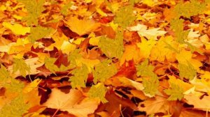 ФУТАЖ - ЗОЛОТАЯ  ОСЕНЬ  ЛИСТОПАД