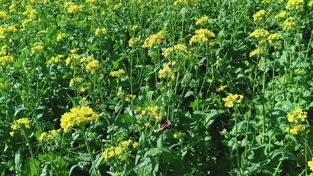 Autumn and summer met. смотреть онлайн